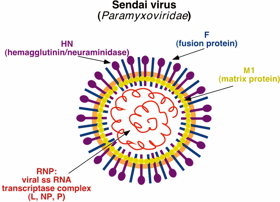 The structure of Sendai virus. - Creative Biolabs